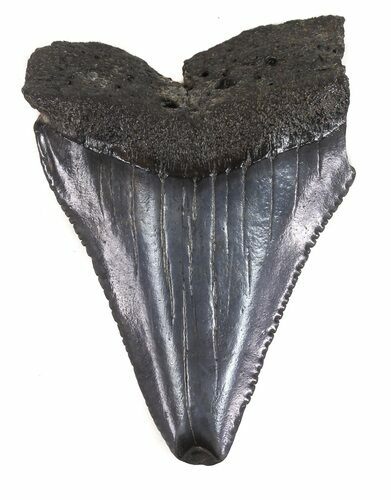 Serrated Fossil Great White Shark Tooth - #48884